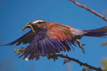 Mount Etjo Vogelbeobachtung Activity