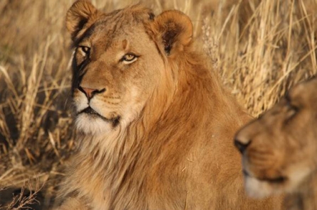 Mount Etjo Lion Feed Activity