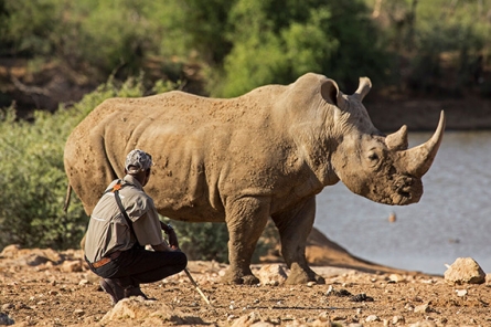 Mount Etjo Rhino Tracking Activity