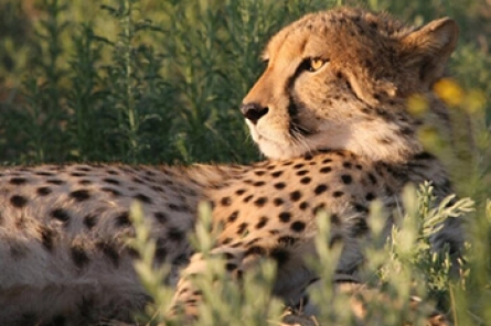 Gepard