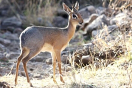 Damaraland Dik Dik Damaraland Dik Dik