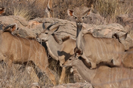 Southern Greater Kudu Southern Greater Kudu