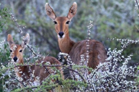 Mountain Reedbuck Mountain Reedbuck