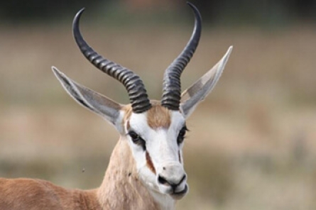 Springbock Springbock