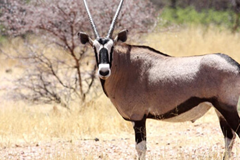 Gemsbock (Oryx)